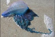 Пляжи Пхукета закрыты из-за медуз